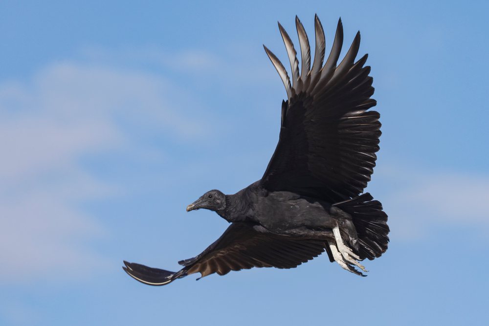 Black Vulture flying with wings spread against a blue sky, Wildlife, Rio Grande Valley, Texas, USA.