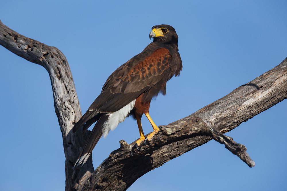 Hawk with brown feathers and yellow eyes perches on a dead tree branch against a clear blue sky at Santa Clara Ranch, Wildlife, Rio Grande City, Texas, USA.