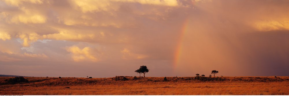 Rainbow over the Masai Mara savanna grassland with scattered trees and clouds at sunset, Kenya, Africa.