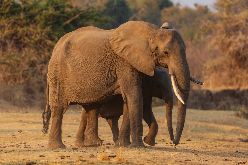 Adult Elephant with a young calf walk together on dry grassland during late sunlight, Wildlife, Mfuwe, South Luangwa National Park, Zambia.