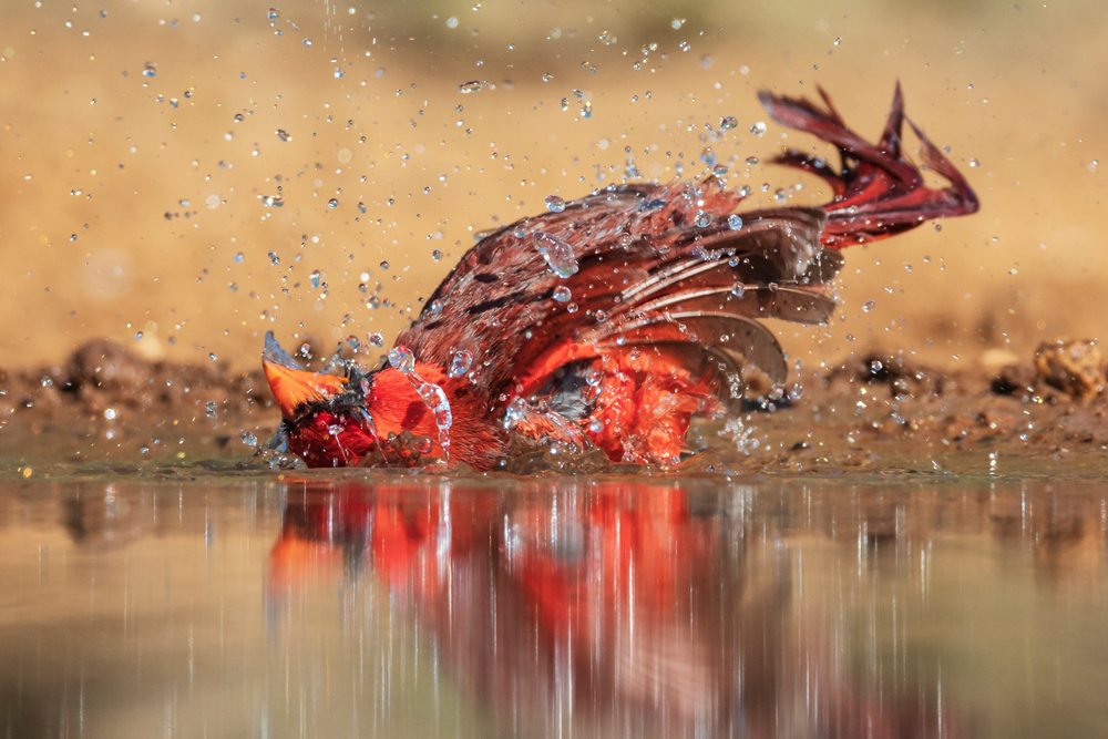 Northern cardinal bathing with water droplets splashing at Santa Clara Ranch, USA wildlife habitat, McCook, Texas.