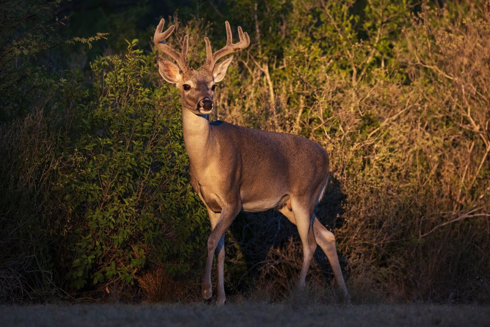 Buck with antlers standing alert near shrubbery, Wildlife, Rio Grande City, Texas, USA.