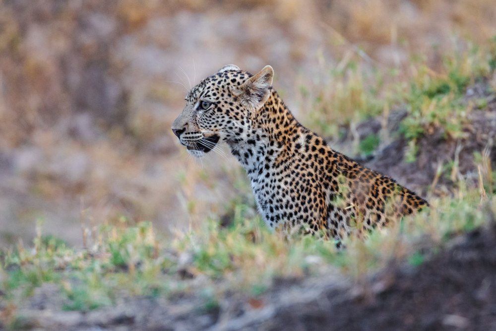 Female Leopard sitting attentively in grassy savanna of South Luangwa National Park, Wildlife, Mfuwe, Zambia.