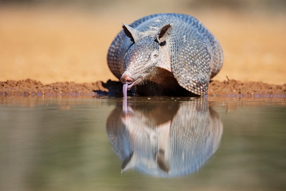 Armadillo drinks water at a waterhole in the dry terrain of, Wildlife, McCook, Texas, USA.