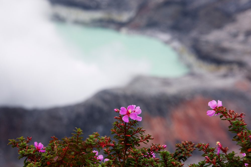 Purple flowers bloom near the greenish crater lake, Costa Rica, Central America.