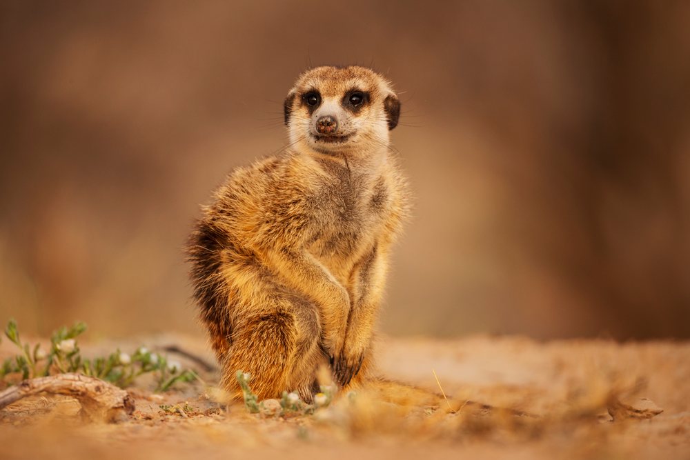 Meerkat sitting alert on sandy ground in the Kalahari Desert at Sunrise, Wildlife, Vanzylsrus, Northern Cape, South Africa.