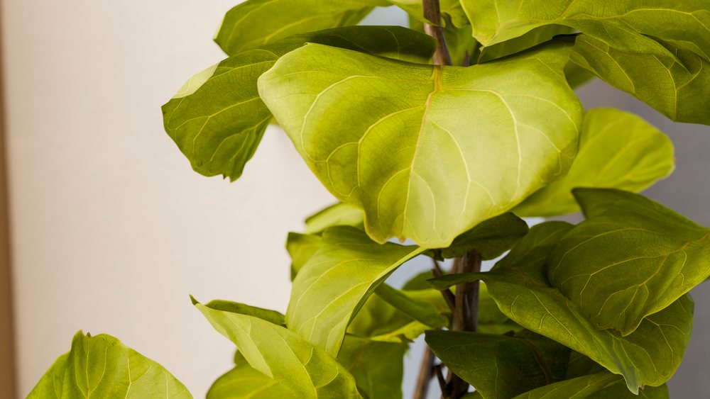 Fiddle leaf fig houseplant with large green leaves and visible leaf veins indoors in natural light.