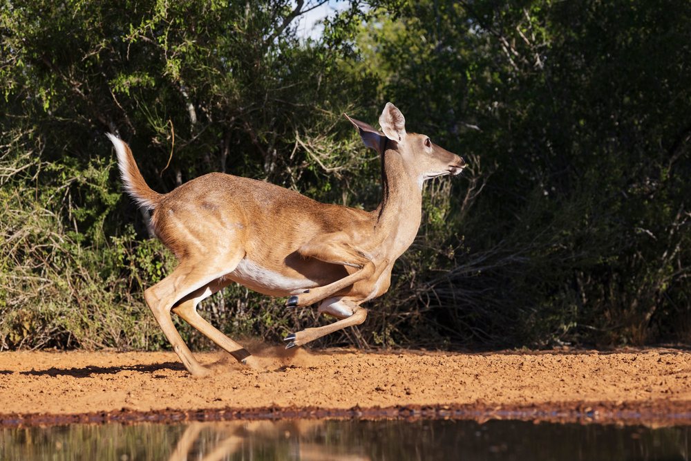 White-tailed deer runs through its natural habitat at Santa Clara Ranch, with reflections visible on nearby water, Wildlife, Rio Grande City, Texas, USA.