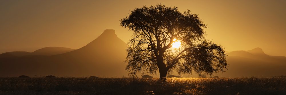 Blackthorn Acacia tree silhouetted against a warm Sunset with mountains and dry grassland, landscape, wildlife, Etambura, Kunene Region, Namibia.