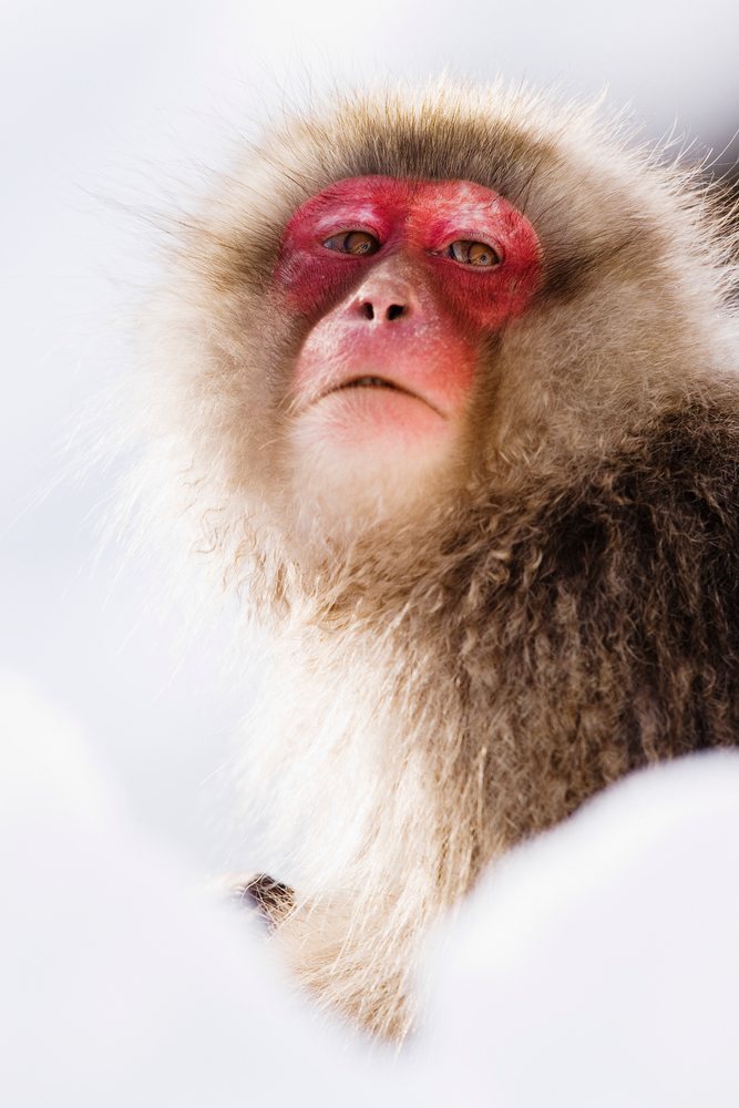 Japanese macaque with red face and thick fur in a snowy winter scene, Japan, Asia.