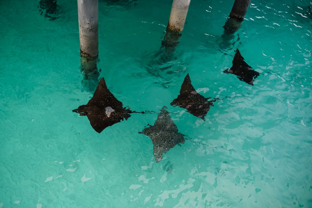 Spotted eagle rays swimming