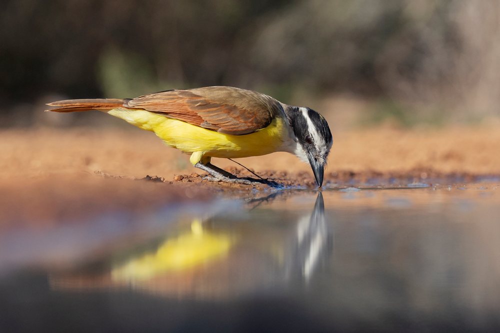 Greater kiskadee drinks from a calm waterhole, showing its bright colors and reflection, Wildlife, McCook, Texas, USA.