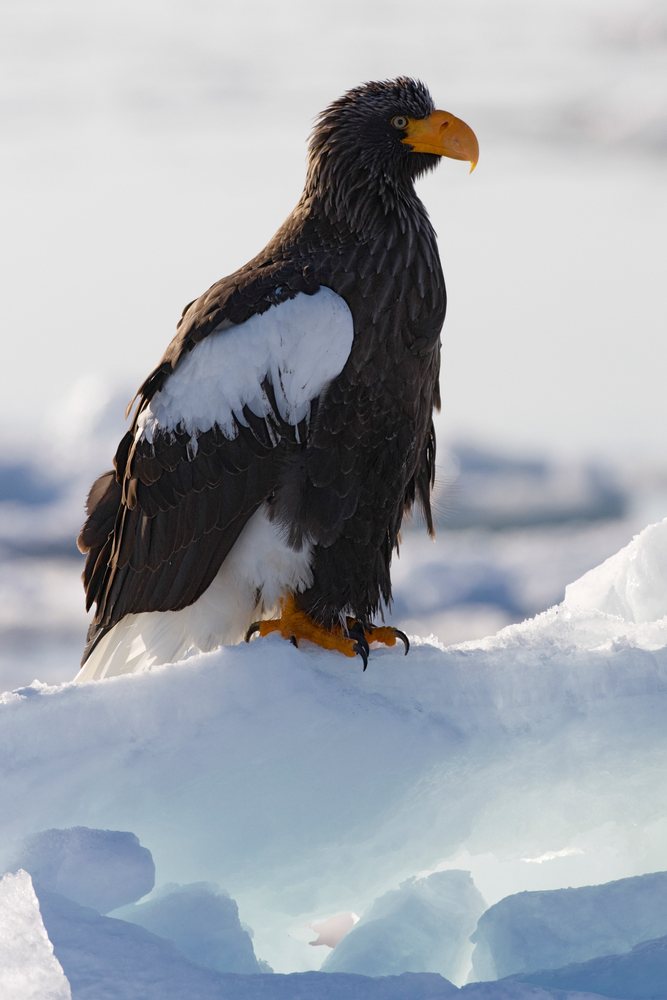 Steller's sea eagle perched visibly on an ice floe in the Nemuro Channel near Shiretoko Peninsula, Hokkaido, Japan.
