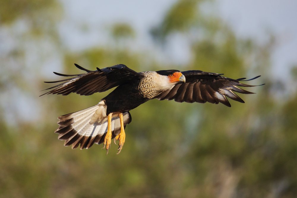 Crested caracara with wings spread, flying at Santa Clara Ranch, Wildlife, Rio Grande Valley, Texas, USA.