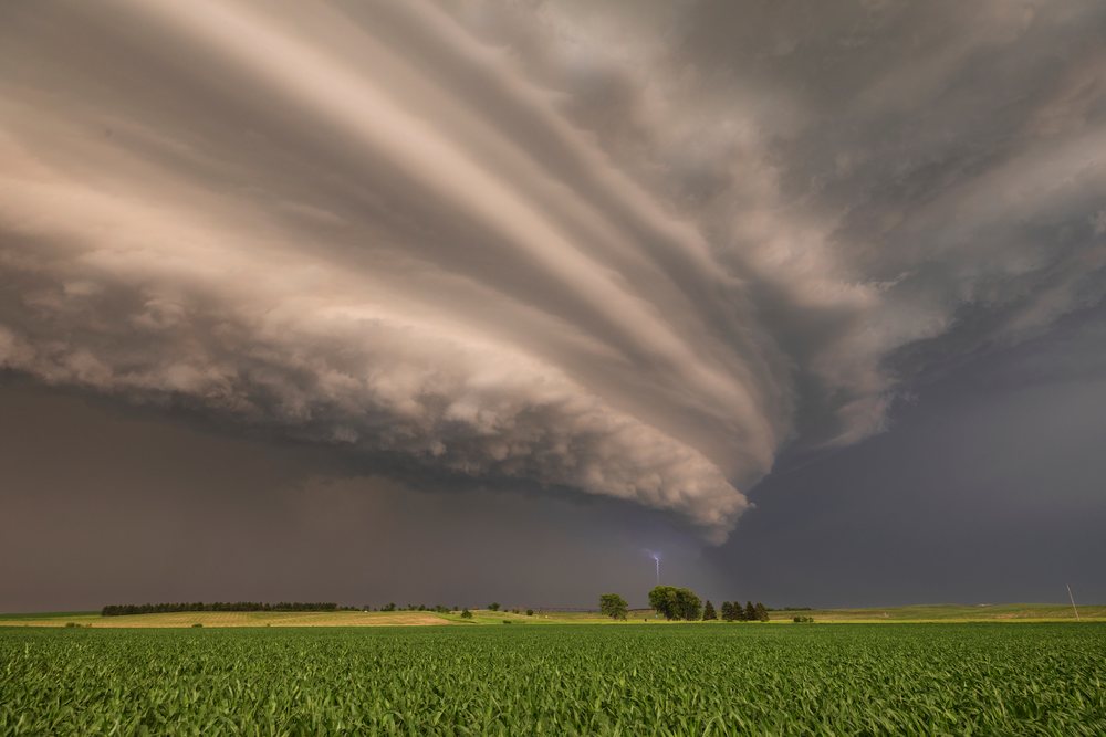Supercell storm with lightning striking above a green corn field and trees at Sunset during a tornado warning, Ord, Nebraska, USA.