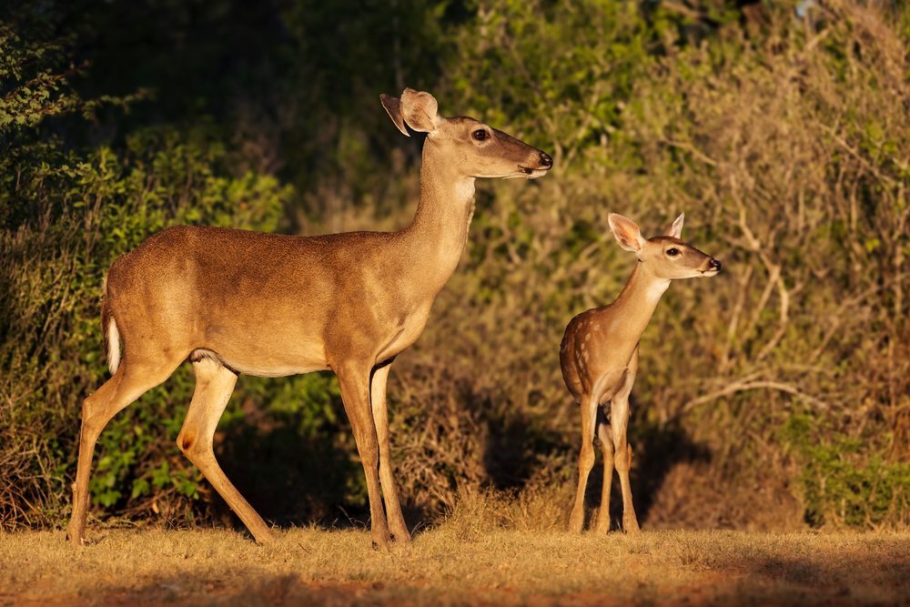 Doe and her young deer stand alert in a sunny grassy field at Santa Clara Ranch, Wildlife, Rio Grande City, Texas, USA.