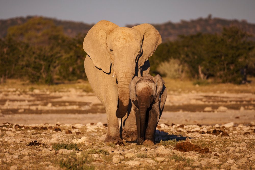 Elephant and young Elephant walking in dry savanna at Etosha National Park, landscape, wildlife, Dolomite Camp, Kunene Region, Namibia.