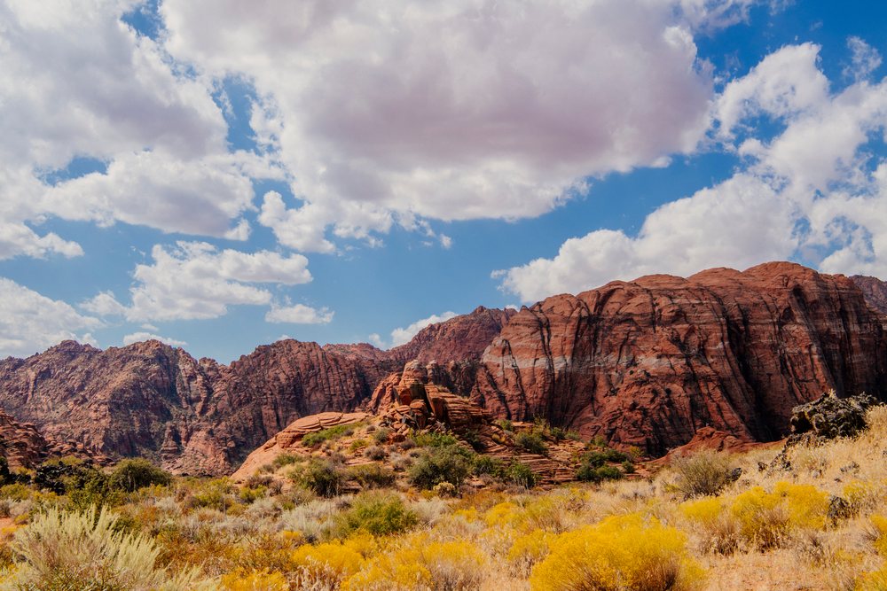 Red rocky mountains and desert vegetation including shrubs and yellow flowers under a partly cloudy blue sky in a Utah State Park, Snow Canyon, red Cliffs Desert, USA.