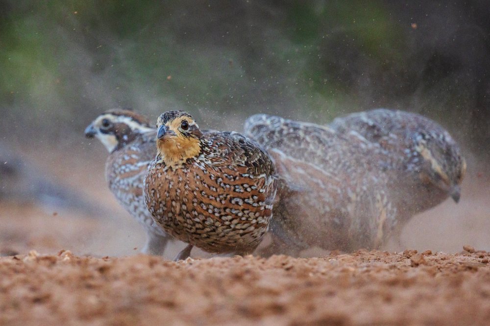 Bobwhite quail scratching for food on dusty ground at Santa Clara Ranch, Wildlife, Rio Grande Valley, Texas, USA.