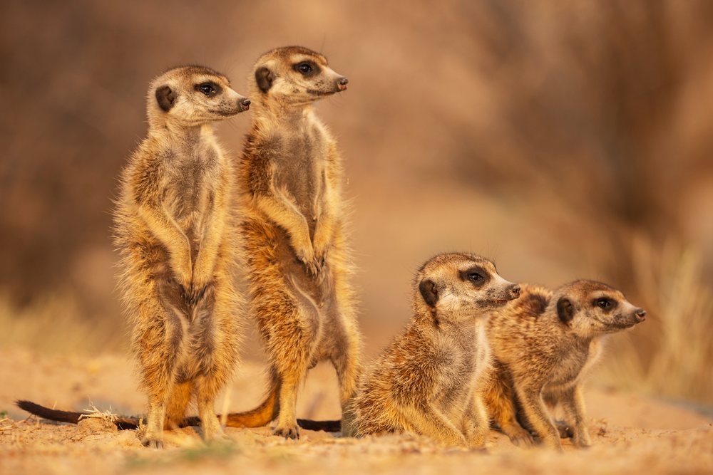 Group of four meerkats stands alert on sandy ground in the Kalahari Desert, at Sunrise, Wildlife, Vanzylsrus, Northern Cape, South Africa.