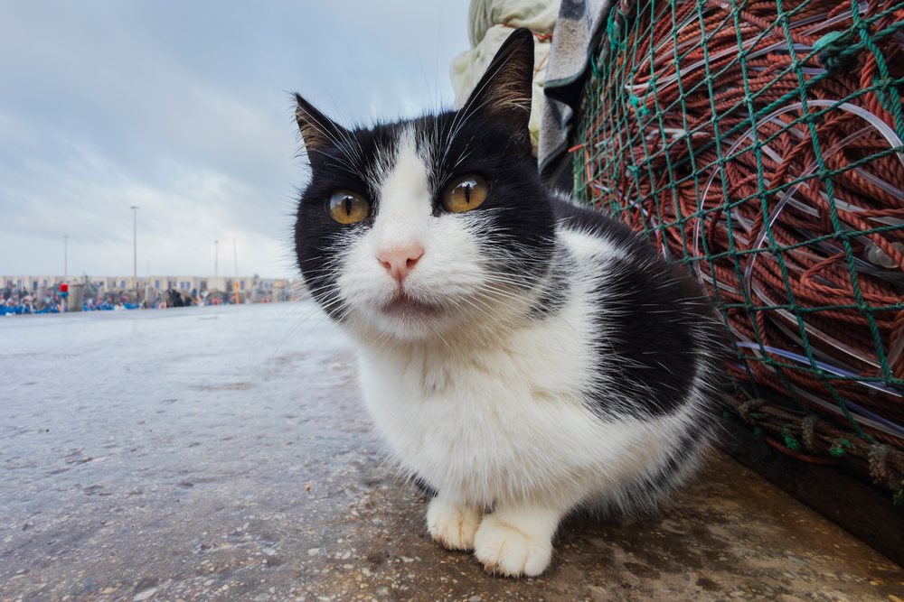 Black and white cat with orange eyes sitting on concrete near a large fishing net at Essaouira Harbour waterfront, Landscape, Lifestyle, Essaouira Province, Morocco.