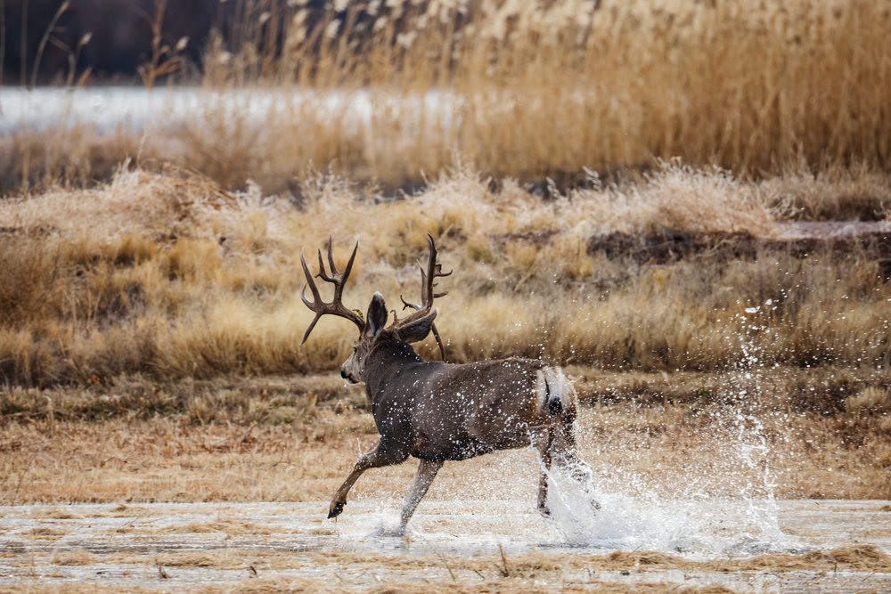 Mule Deer Buck with large antlers runs through shallow water splashing among desert grass at Bosque del Apache, landscape, wildlife, San Antonio, New Mexico, USA.