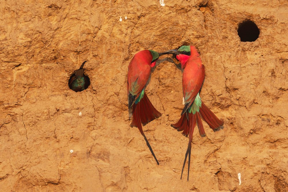 Pair of carmine bee-eaters interact by feeding each other at nesting holes in a mud cliff, Wildlife, Mfuwe, South Luangwa National Park, Zambia.