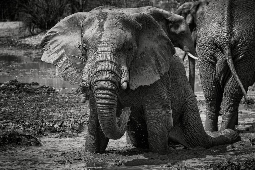 African Elephant calf takes a Mud Bath in a waterhole, in its natural habitat, Wildlife, Mfuwe, South Luangwa National Park, Zambia.