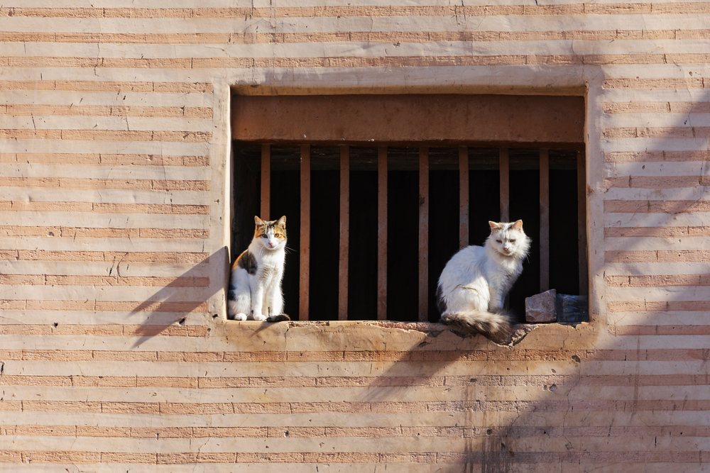 Two Cats sitting on a barred window set in a striped wall during daylight, Lifestyle, Landscape, Culture, Marrakech, Marrakesh-Safi Region, Morocco.