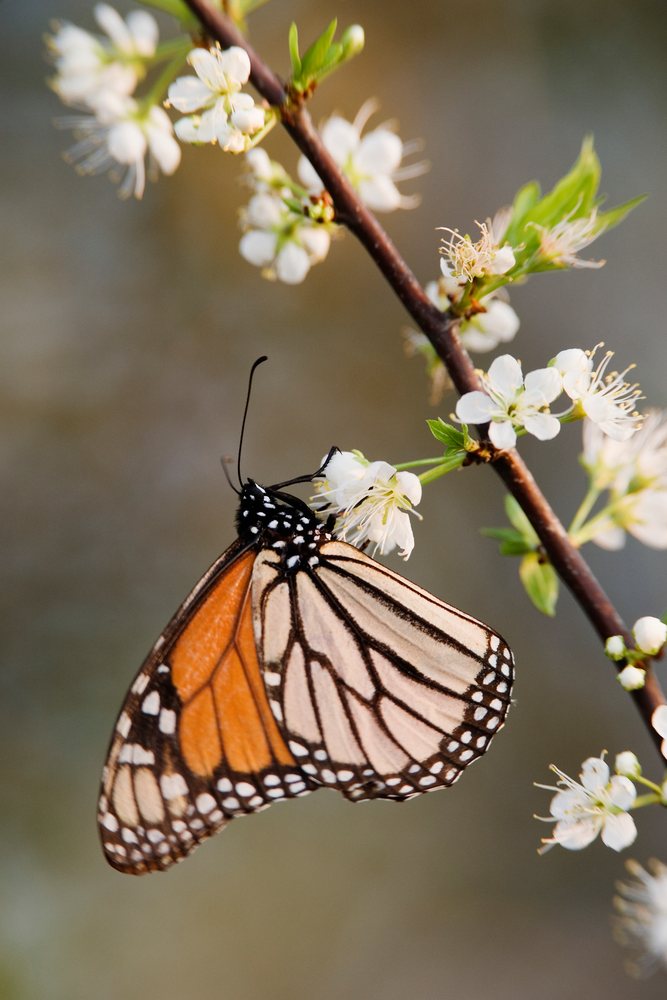 Monarch butterfly with black and orange wings feeds on nectar from white flowers on a branch in Texas wildlife, USA.