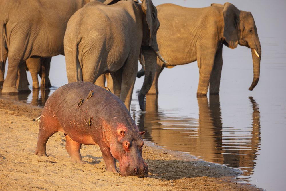 Hippo grazing near the water's edge with elephants drinking and birds perched on the Hippo, Wildlife, Mfuwe, South Luangwa National Park, Zambia.