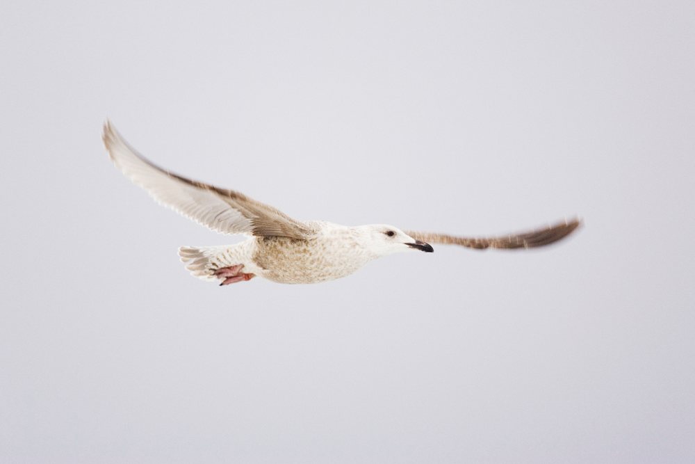 Gull is flying with wings fully spread against a clear sky, winter, wildlife, Japan, Asia.
