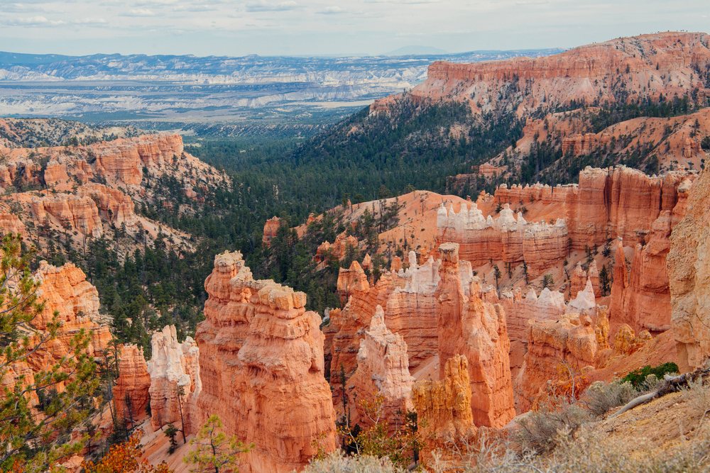 Red rock hoodoos and pine forests form a scenic landscape in Bryce Canyon National Park, Utah, USA.