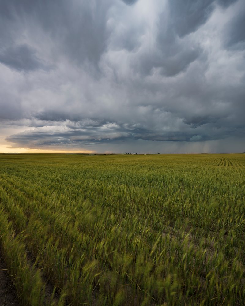 Storm clouds gather over a large Wheat Field in the Great Plains, USA under an afternoon sky, Fleming, Colorado.