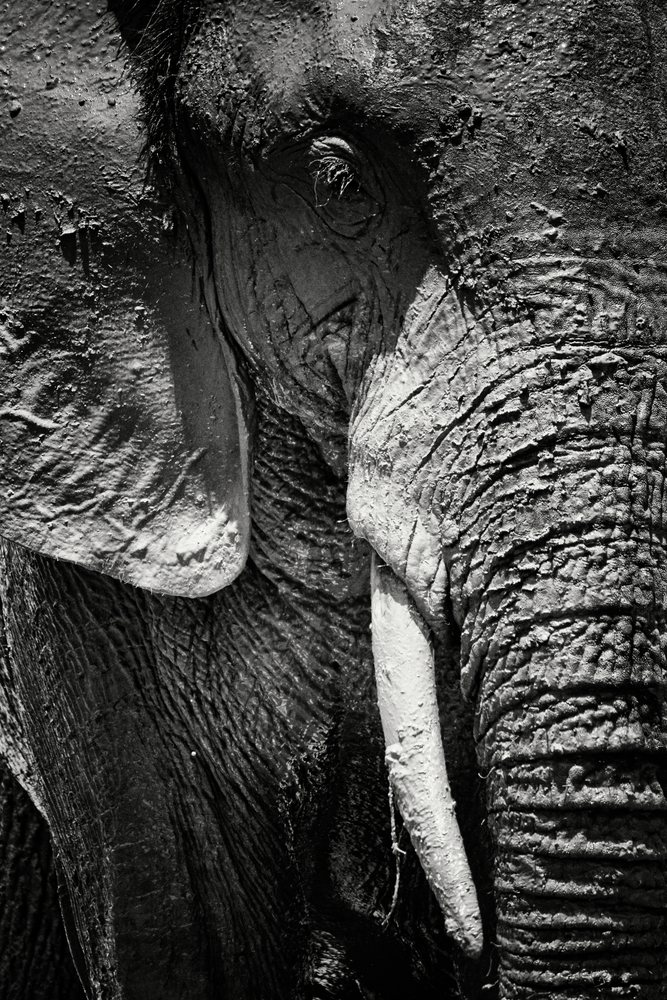 Close-up of an Elephant covered in Mud from a recent bath, Wildlife, Mfuwe, South Luangwa National Park, Zambia.
