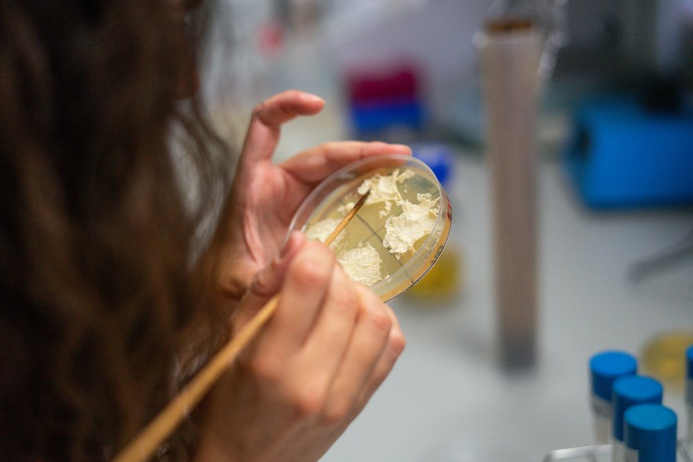 Researcher using a wooden stick to examine biological culture growing on agar in a petri dish in a laboratory, research, biology, Seville, Andalucía.