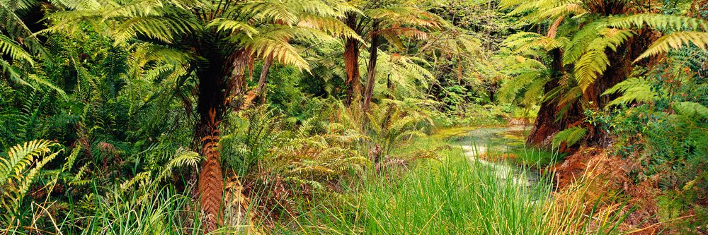Dense Whaka forest interior featuring lush tree ferns and a small stream amid vibrant greenery.