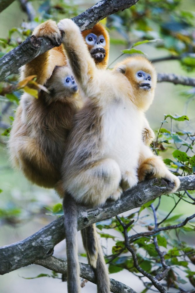 Three golden monkeys with yellow fur and blue faces sit on tree branches in a forest, Shaanxi Province, China.