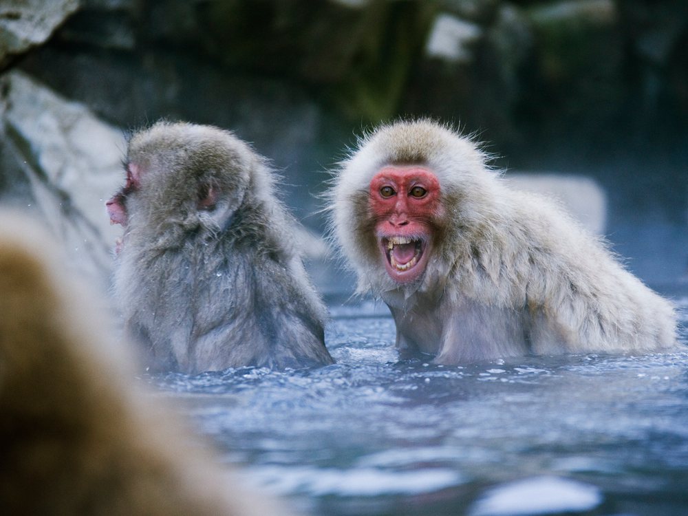 Two Japanese macaques vocalizing and interacting in a hot spring during winter, Japan, Asia.