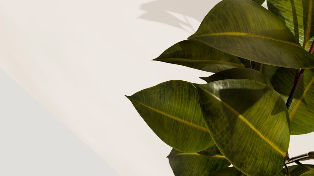 Close-up view of green tropical plant leaves showing visible veins and textured surfaces against a light neutral background.