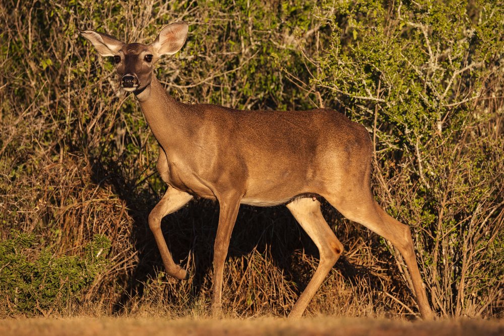 White-Tail Doe walking in natural grass and bush environment, Wildlife, Rio Grande City, Texas, USA.