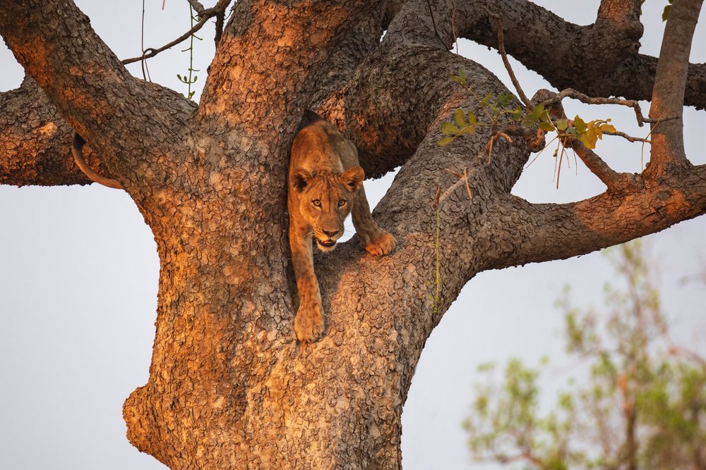 Juvenile Lion climbing down a large Tree, in warm sunlight, Wildlife, Mfuwe, South Luangwa National Park, Zambia.