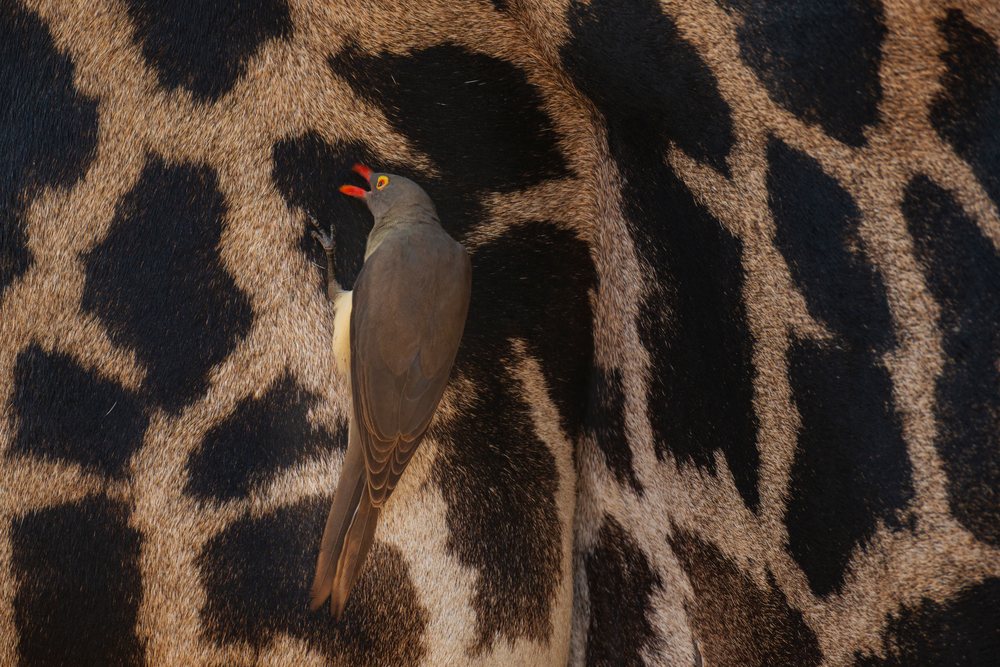 Red-billed oxpecker grooming the hide of a Giraffe, Wildlife, Mfuwe, South Luangwa National Park, Zambia.