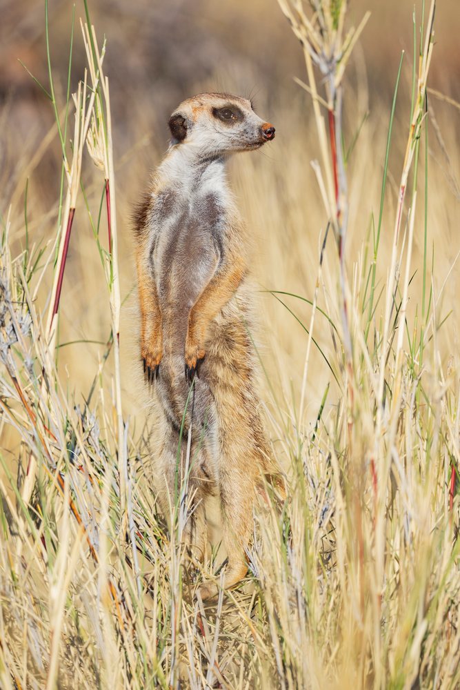 Meerkat standing alert in dry grass in the savanna at Kalahari Research Center, Wildlife, Vanzylsrus, Northern Cape, South Africa.