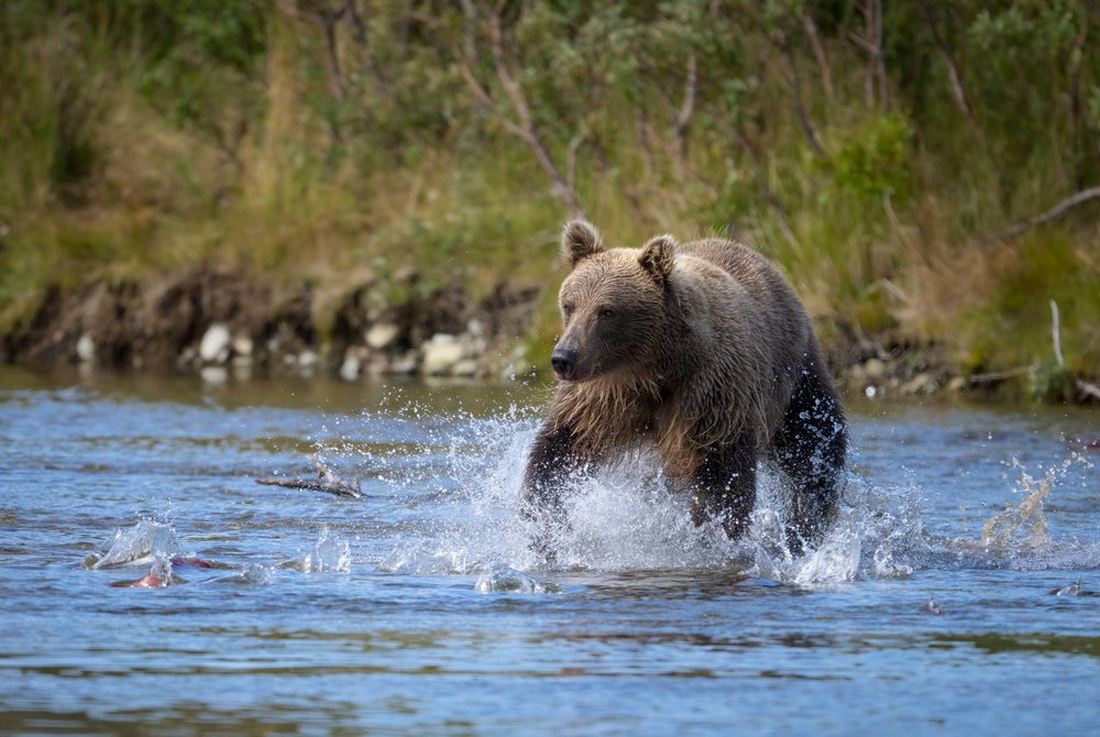 Alaskan brown bear splashing through a river hunting for fish, Katmai National Park, Alaska, USA.
