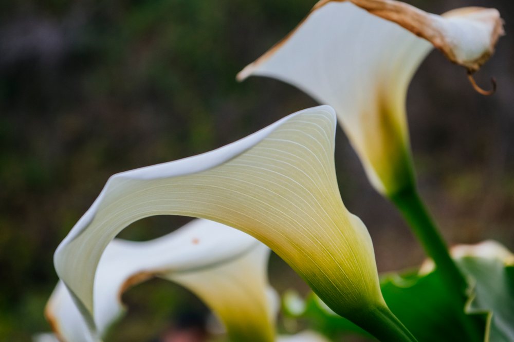 Multiple white trumpet-shaped calla lily flowers bloom on green stems in a natural garden setting, Garrapata State Park, California, USA.