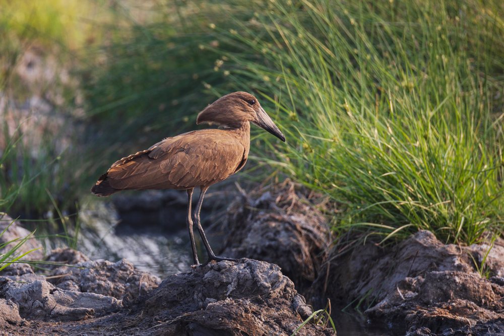 Hamerkop bird with brown feathers standing on muddy ground beside tall green grass near a wetland, Wildlife, Mfuwe, South Luangwa National Park, Zambia.