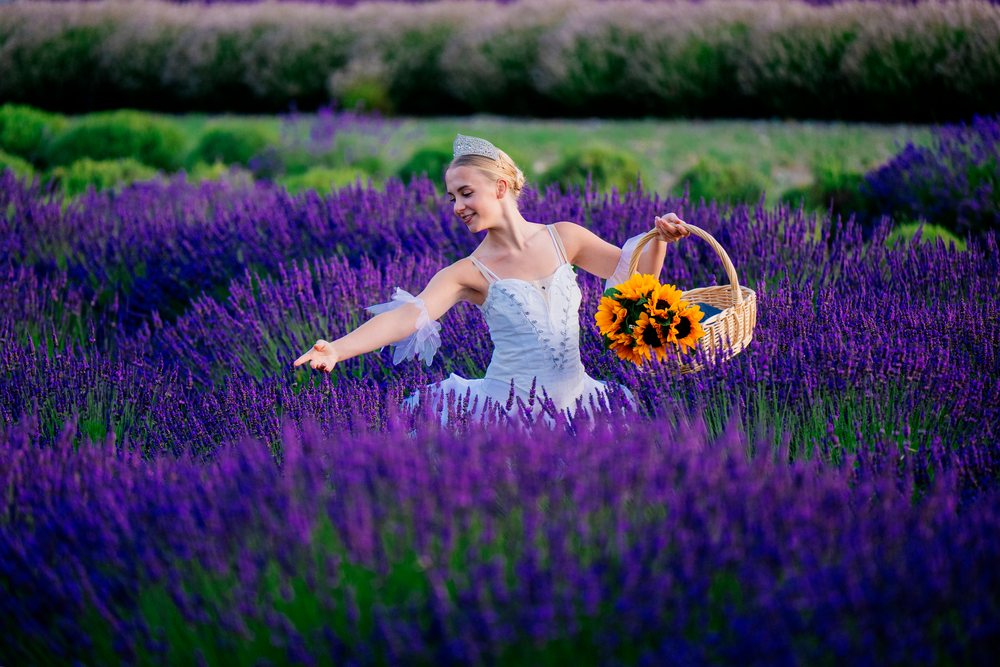 A woman wearing a white dress and tiara holds a basket of sunflowers while picking lavender flowers in a field, WA, USA.