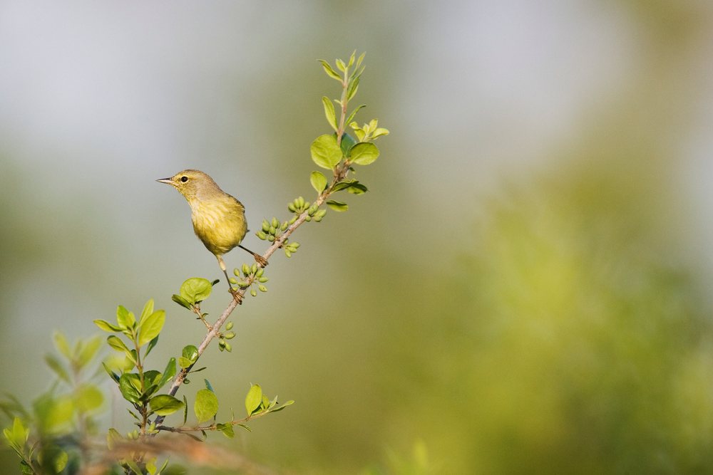 Warbler, a small yellowish songbird, perches on a leafy branch in a natural outdoor setting, wildlife, Texas, USA.