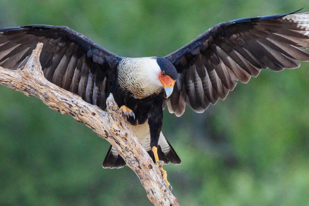 Crested caracara lands on a dead tree branch at Santa Clara Ranch, Wildlife, Rio Grande City, Texas, USA.